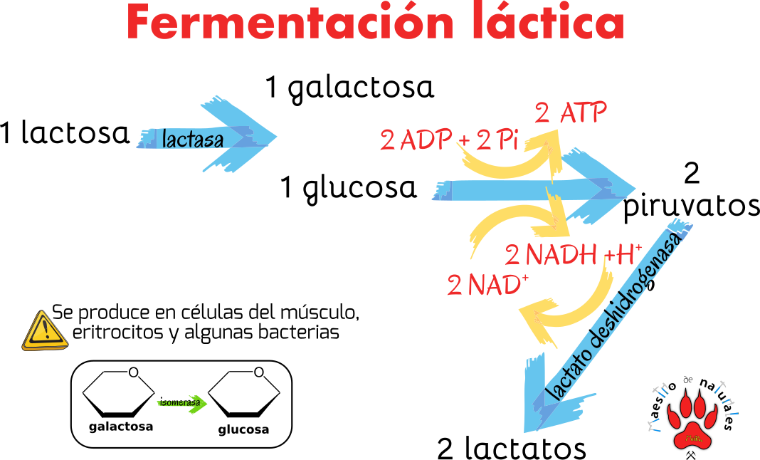 Tema Catabolismo Por Fermentaci N